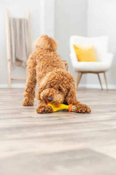 Preview: Hundespielzeug Ente